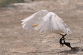 Koereiger 2